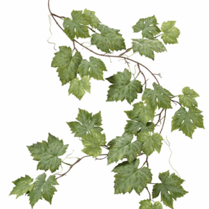 Adopt a vine