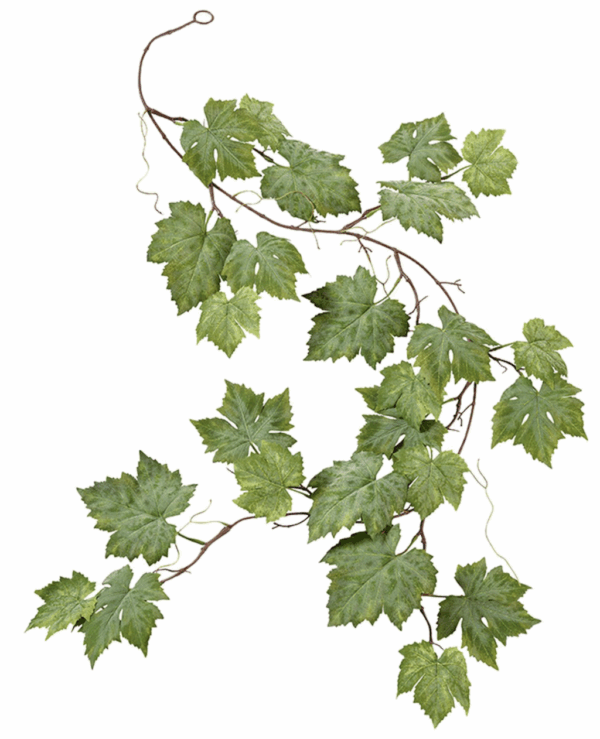 Adopt a vine